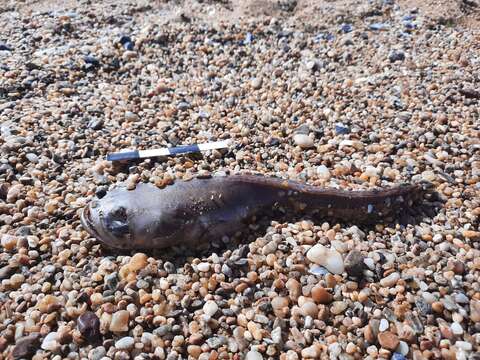 Image of Toadfish