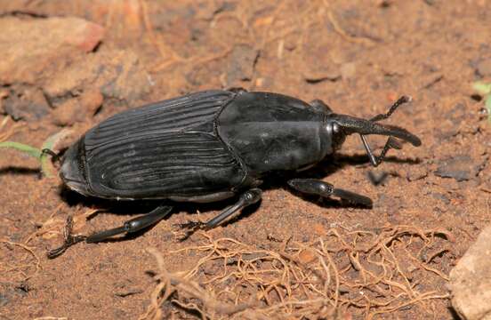 Image of Palm weevil