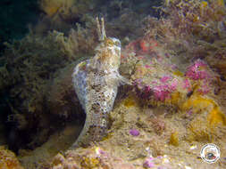 Image of Tentacled Blenny