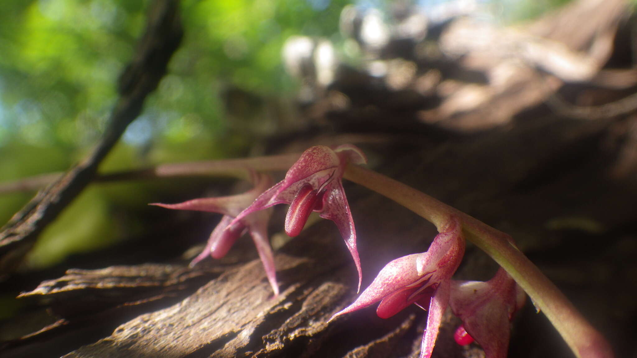 Image of Bulbophyllum histrionicum Rchb. fil. ex G. A. Fisch. & P. J. Cribb