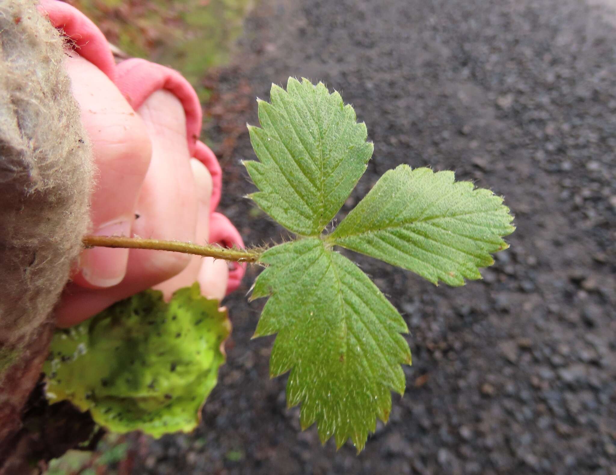 Image of Fragaria vesca subsp. bracteata (A. Heller) Staudt