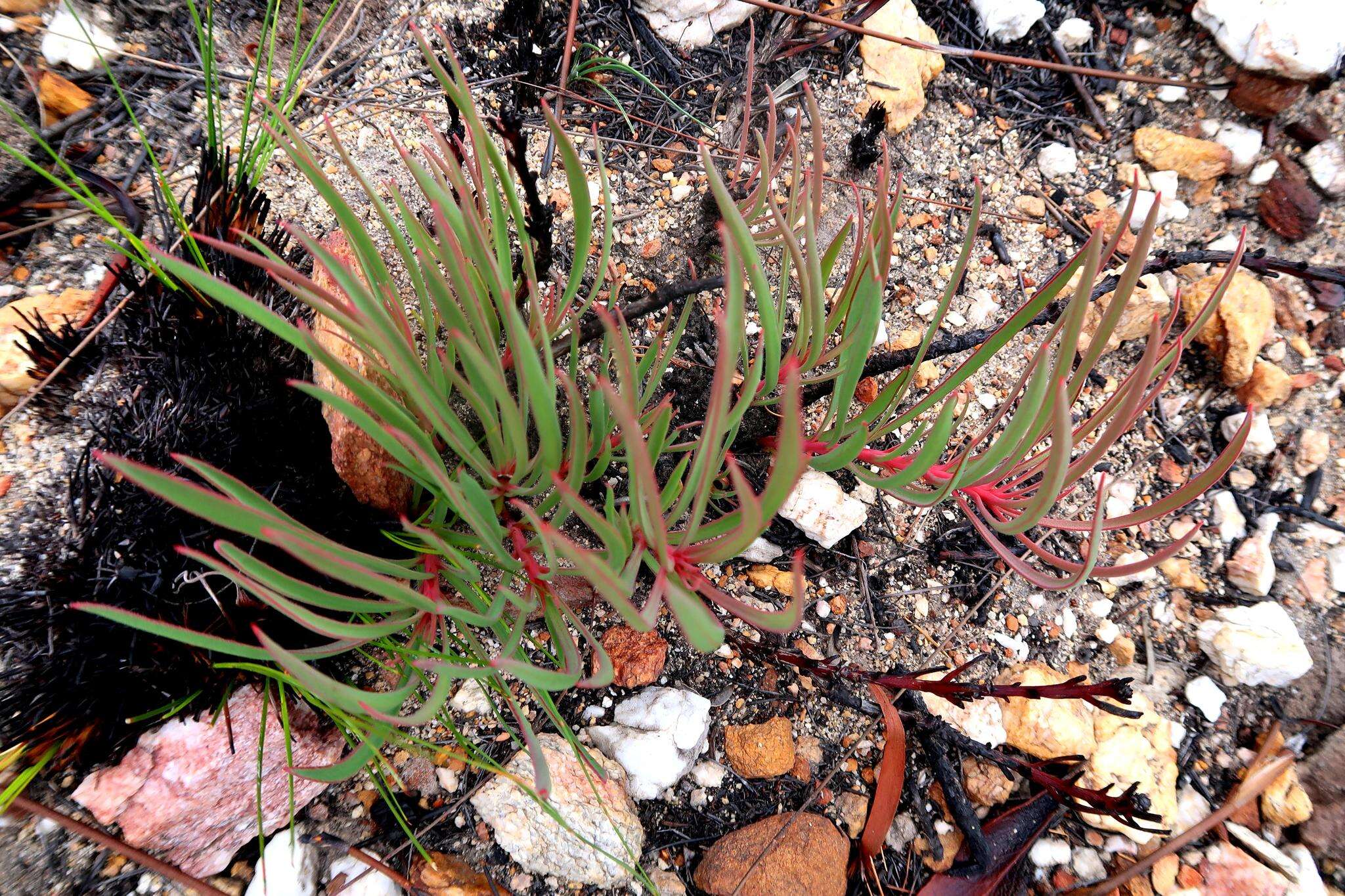 Image of Protea tenax (Salisb.) R. Br.