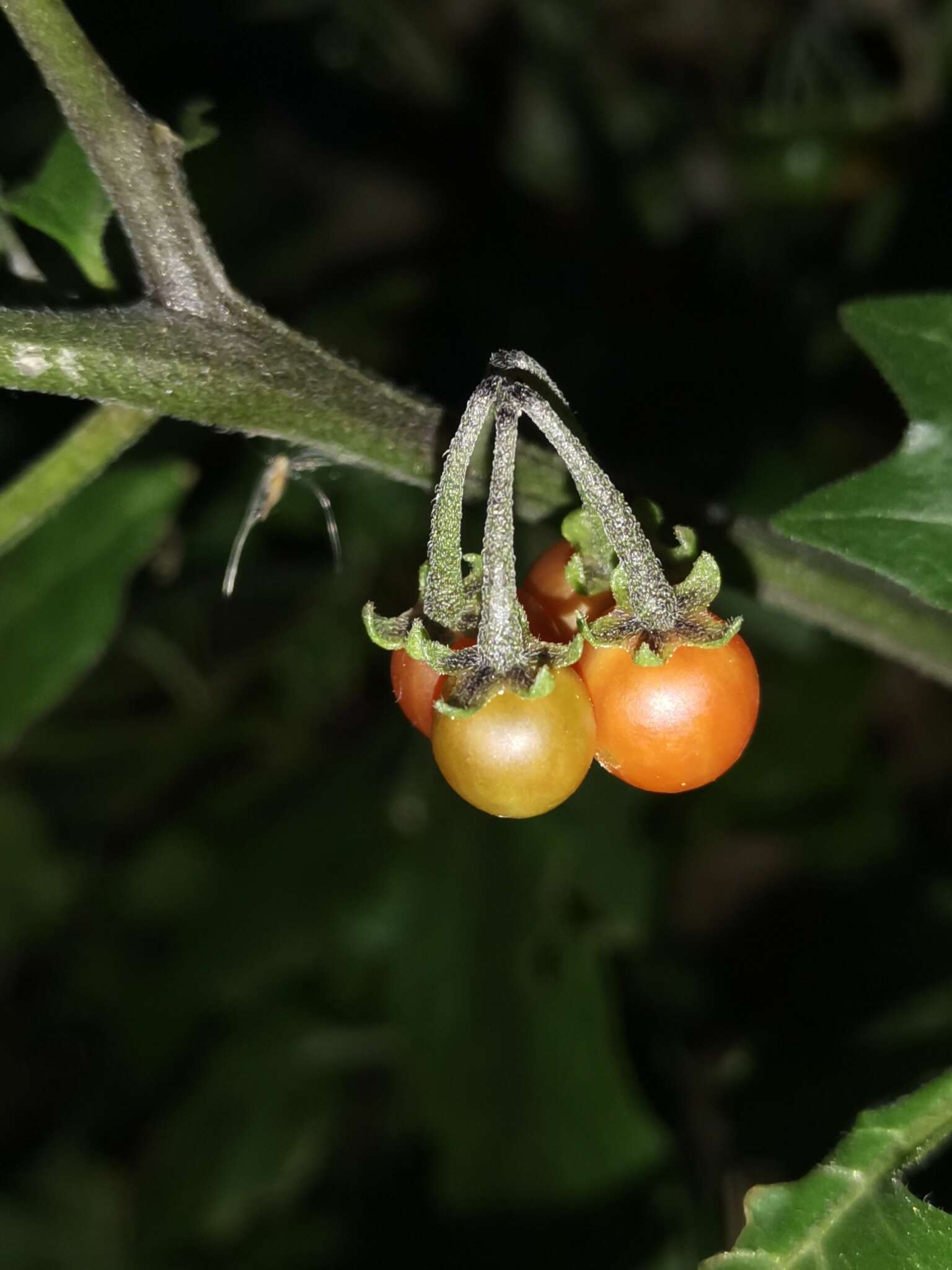 Image of Solanum villosum subsp. miniatum (Bernh. ex Willd.) J. M. Edmonds