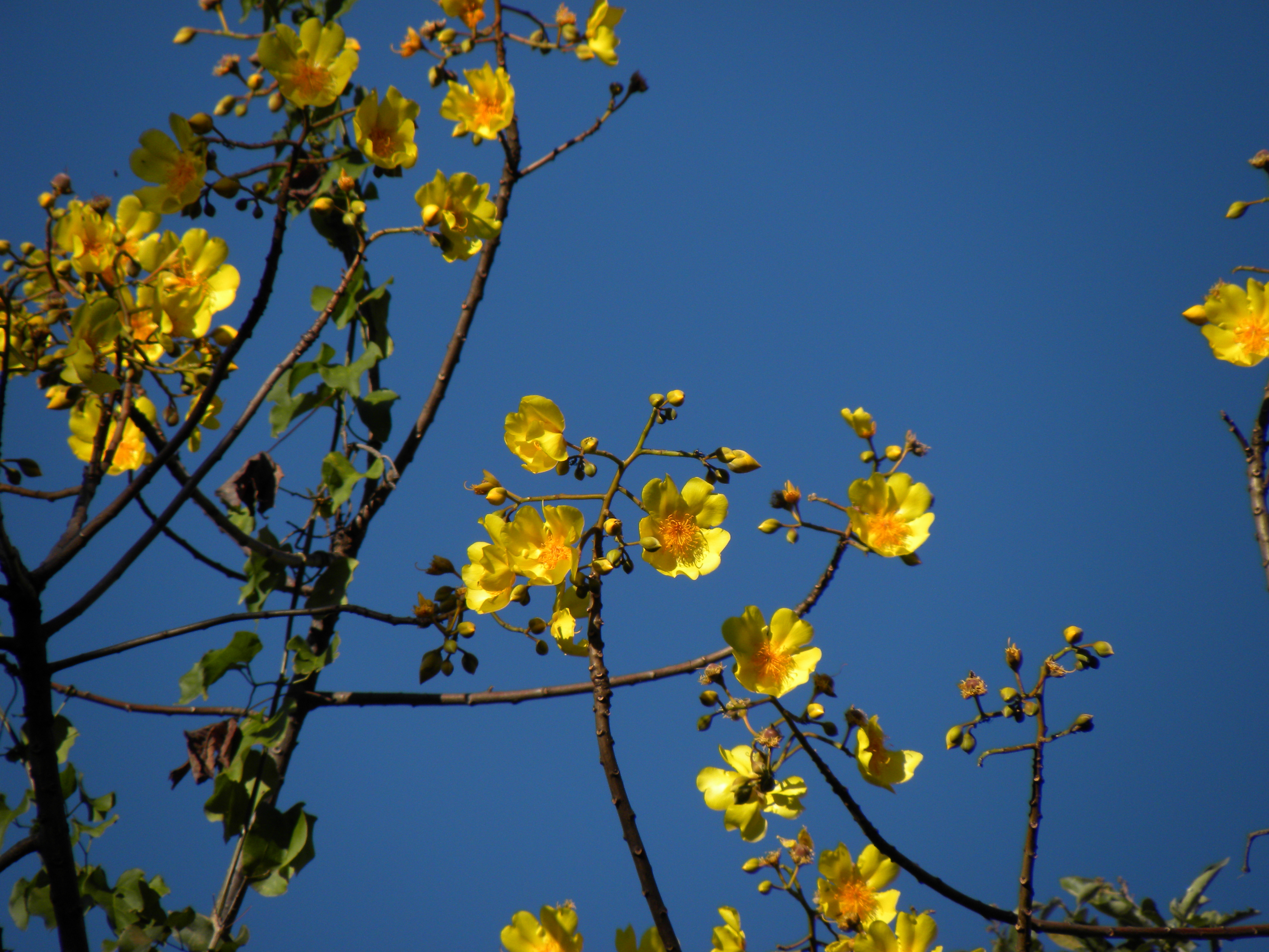 صورة <i>Cochlospermum vitifolium</i> (Willd.) Spreng.