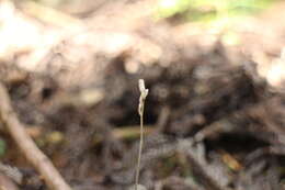 Image of Gastrodia peichatieniana S. S. Ying