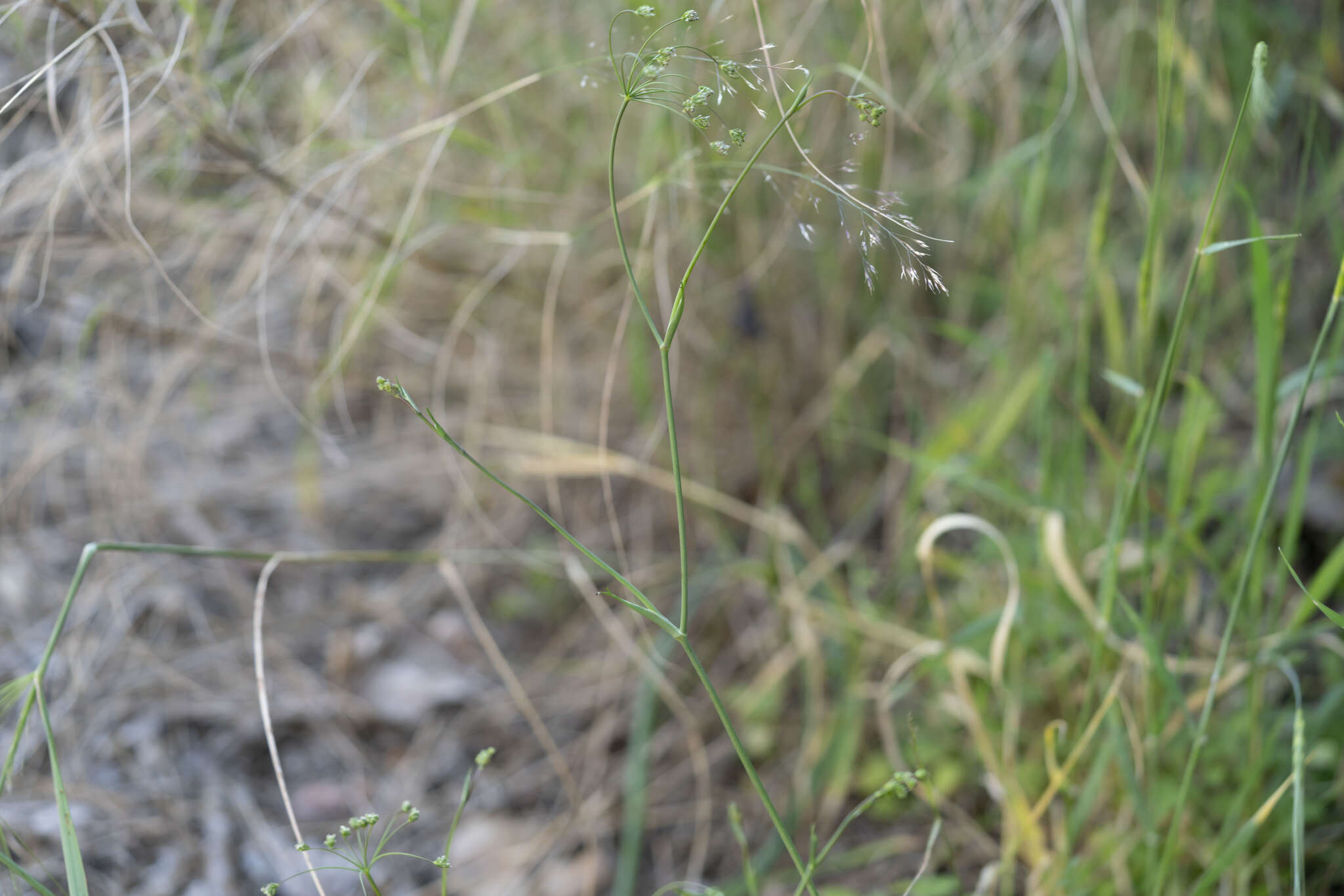 Image of Scaligeria napiformis (Willd. ex Spreng.) Grande