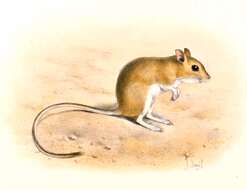 Image of Waters's Gerbil