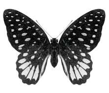 Image of Meek's Graphium