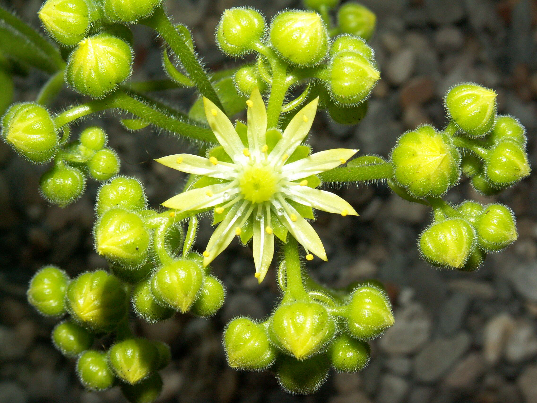 Image of Aeonium tabuliforme