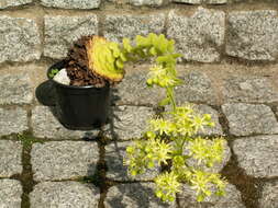 Image of Aeonium tabuliforme