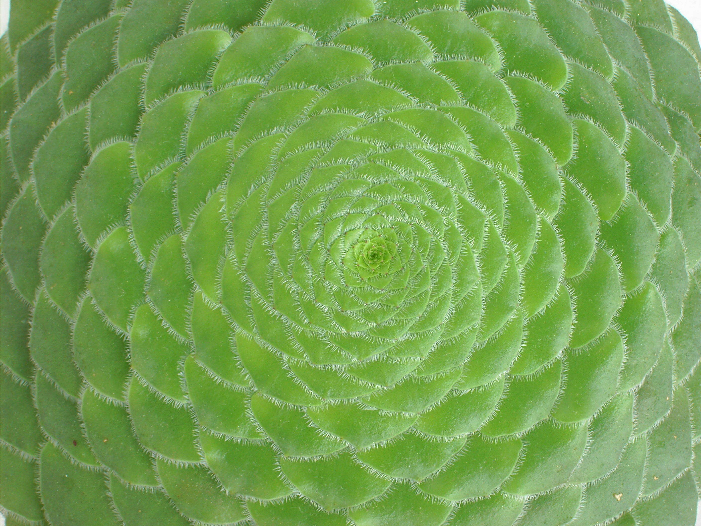 Image of Aeonium tabuliforme