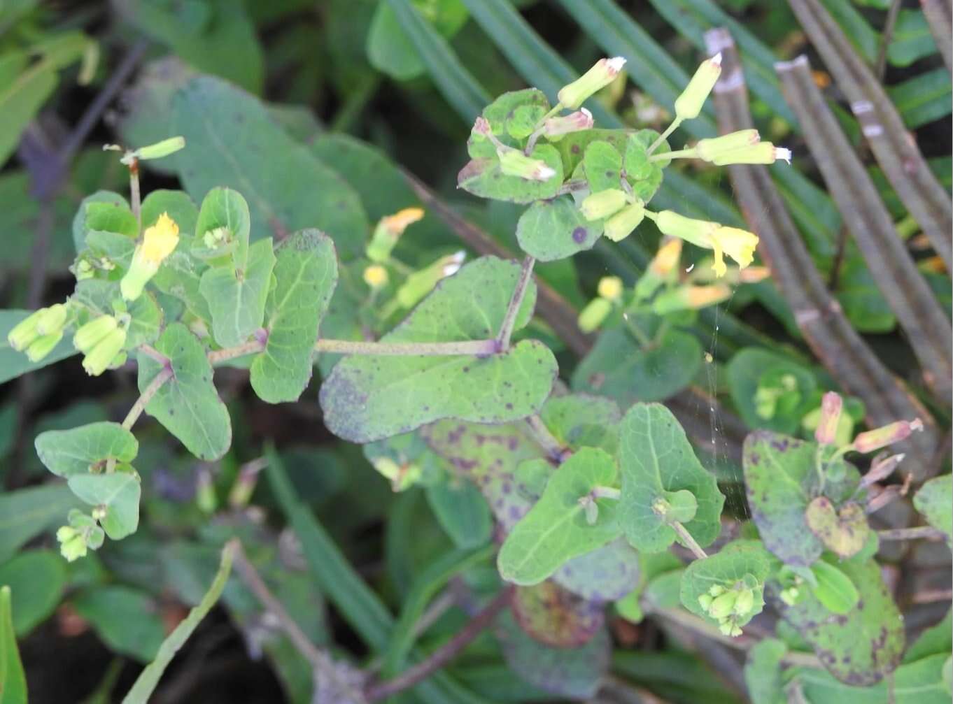 Image of Crepidiastrum denticulatum (Houtt.) J. H. Pak & Kawano