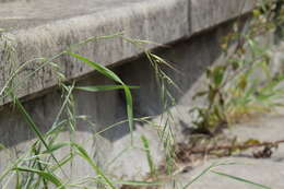 Image of Elymus tsukushiensis Honda