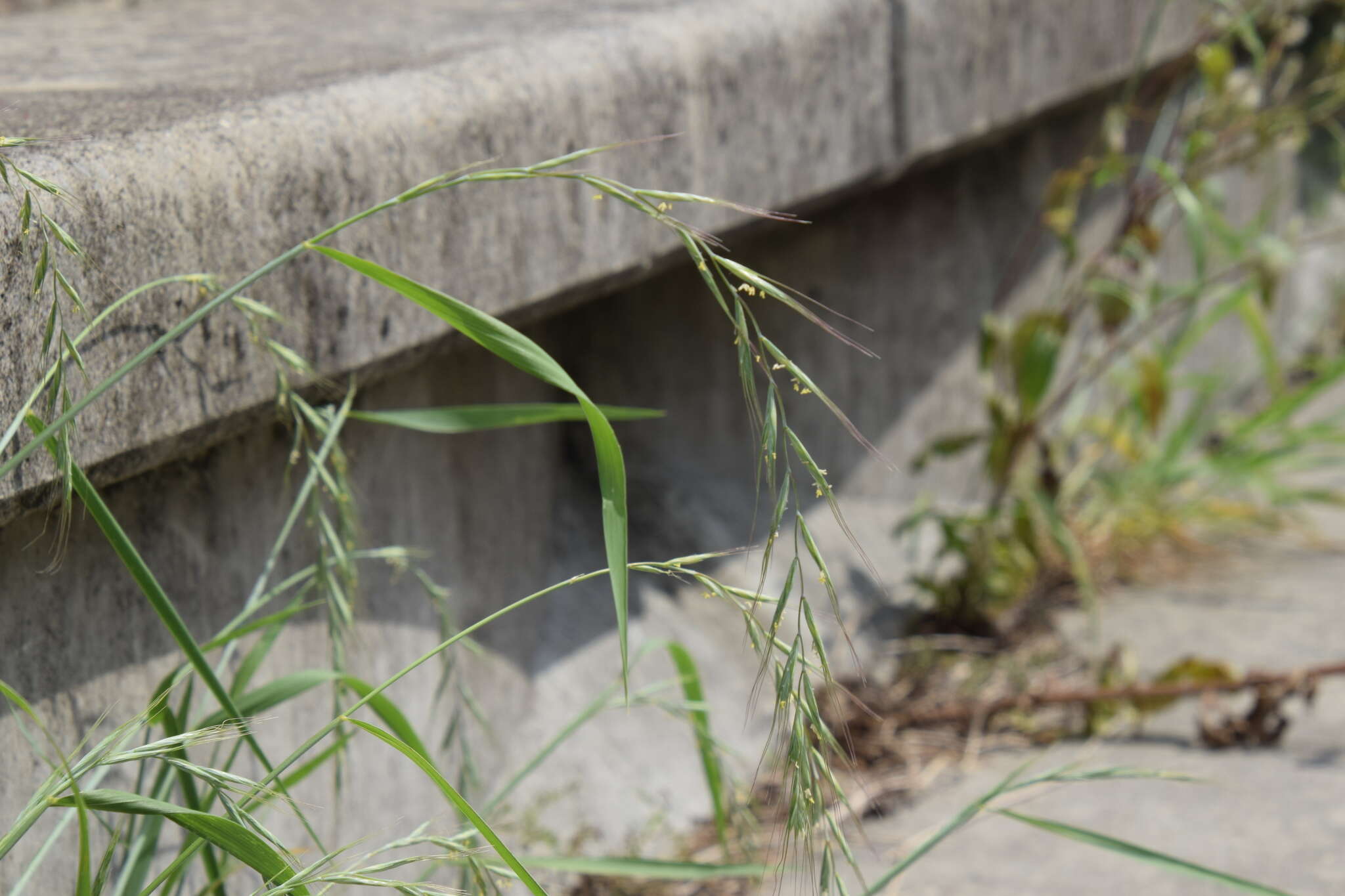 Image of Elymus tsukushiensis Honda