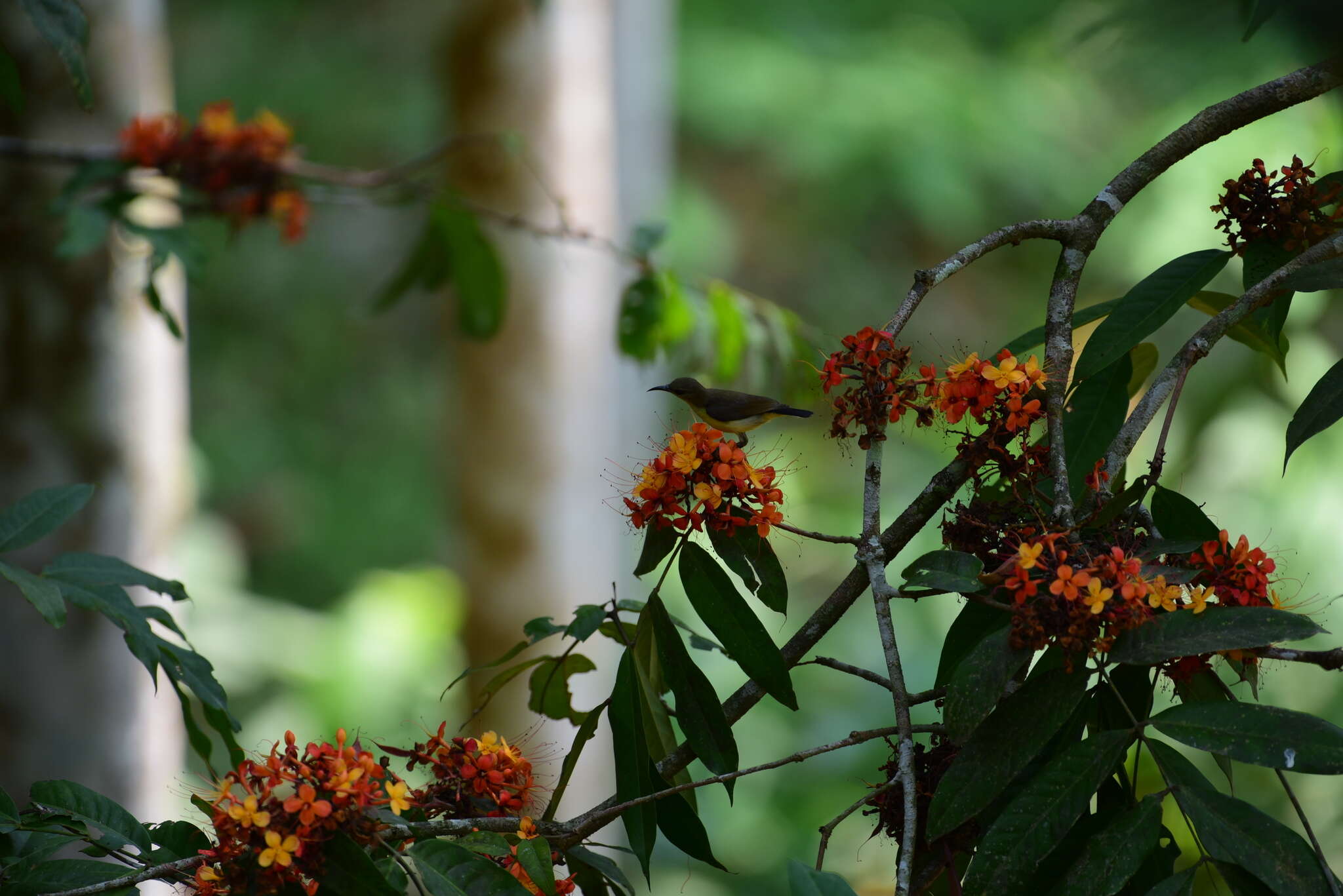 Image of Ashoka tree