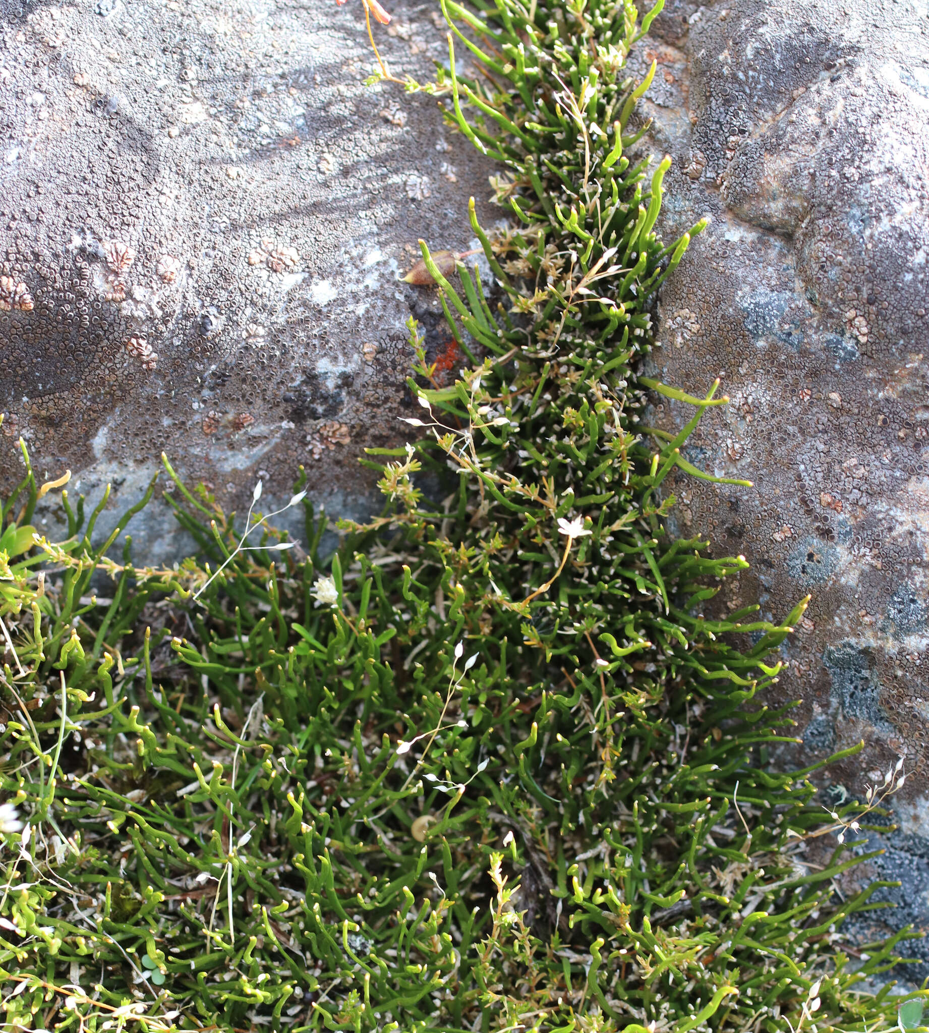 Image of Carmichaelia uniflora Kirk