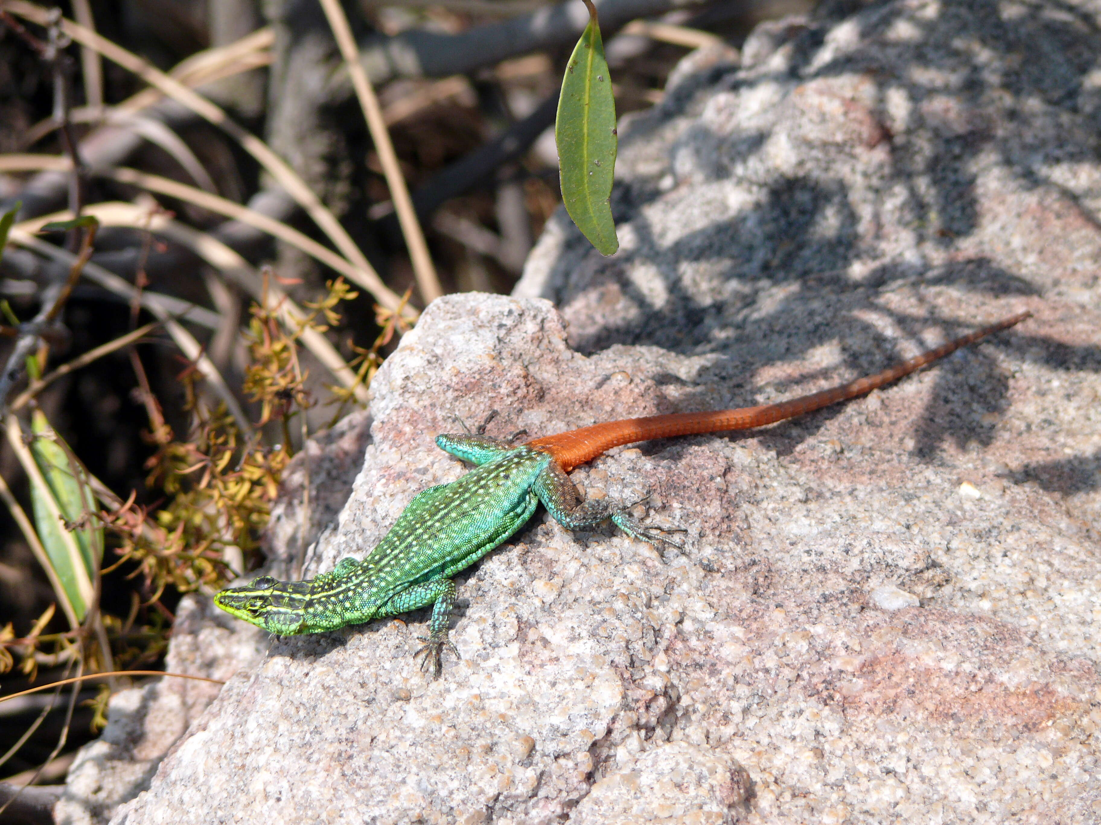 Image of Sekukhune Flat Lizard