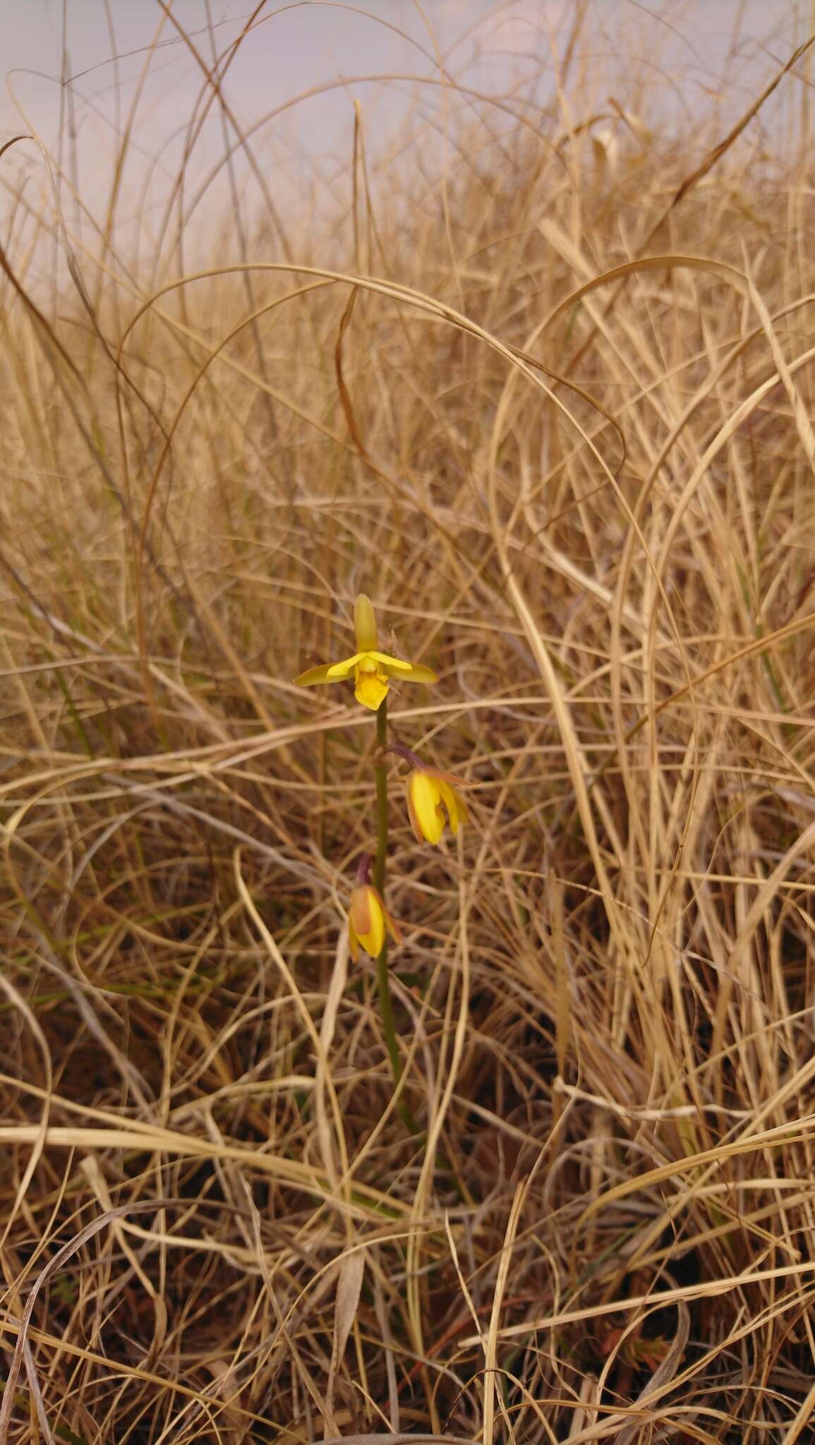 Image de Eulophia hians var. inaequalis (Schltr.) S. Thomas