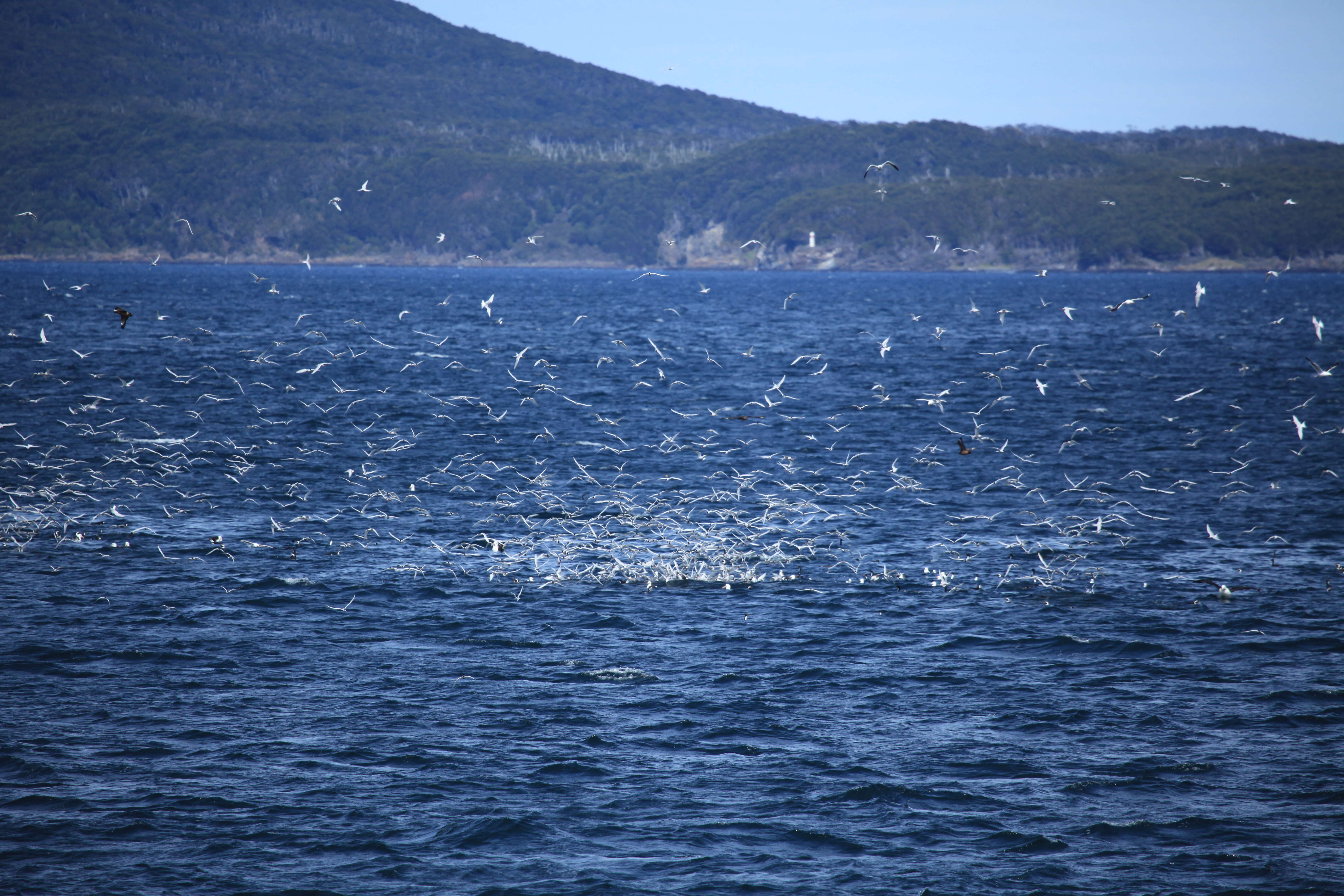 Image of South American Tern