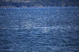 Image of South American Tern