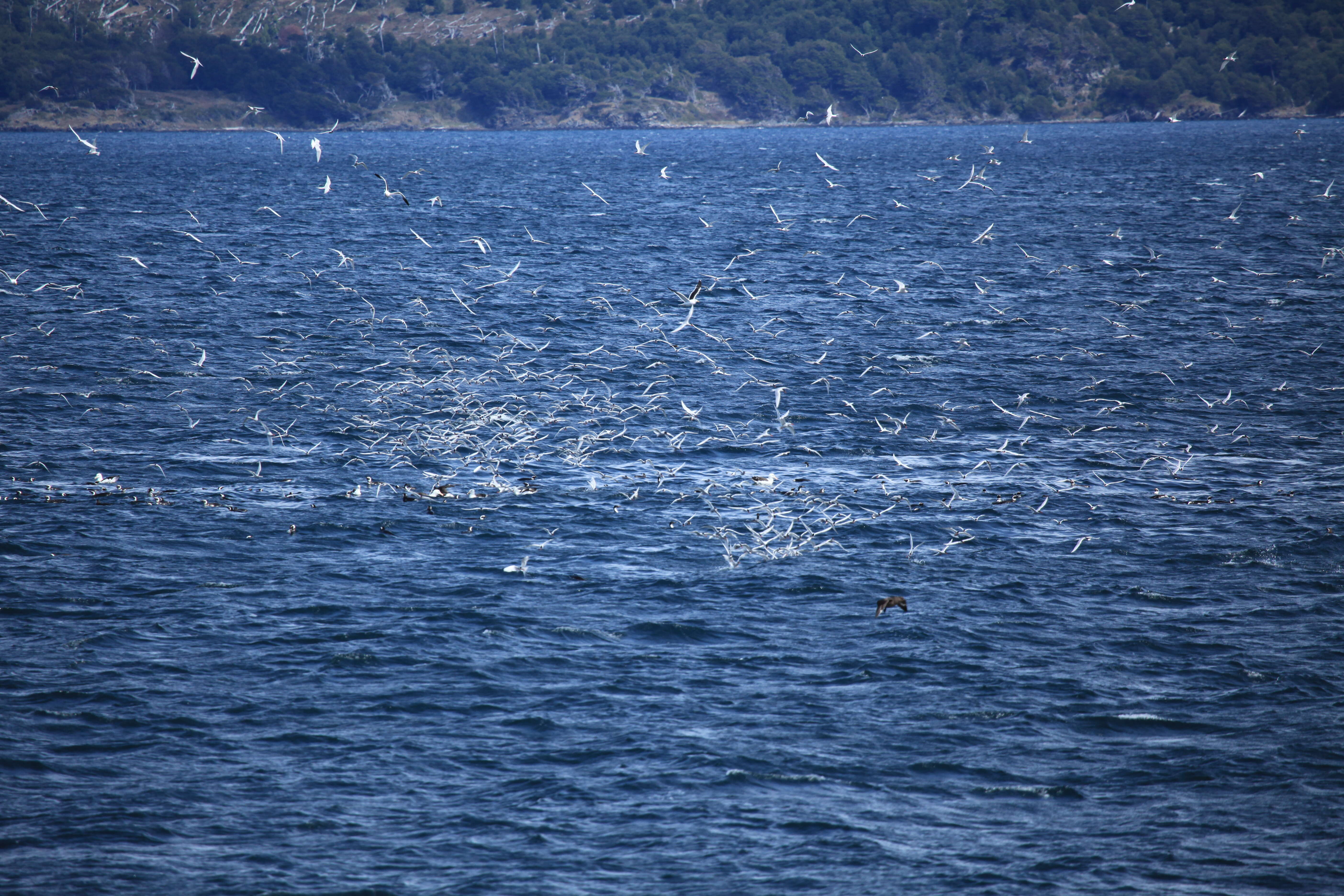 Image of South American Tern