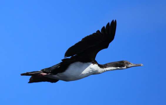 Image of Imperial Shag