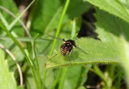 Image of Elegant Bee Fly