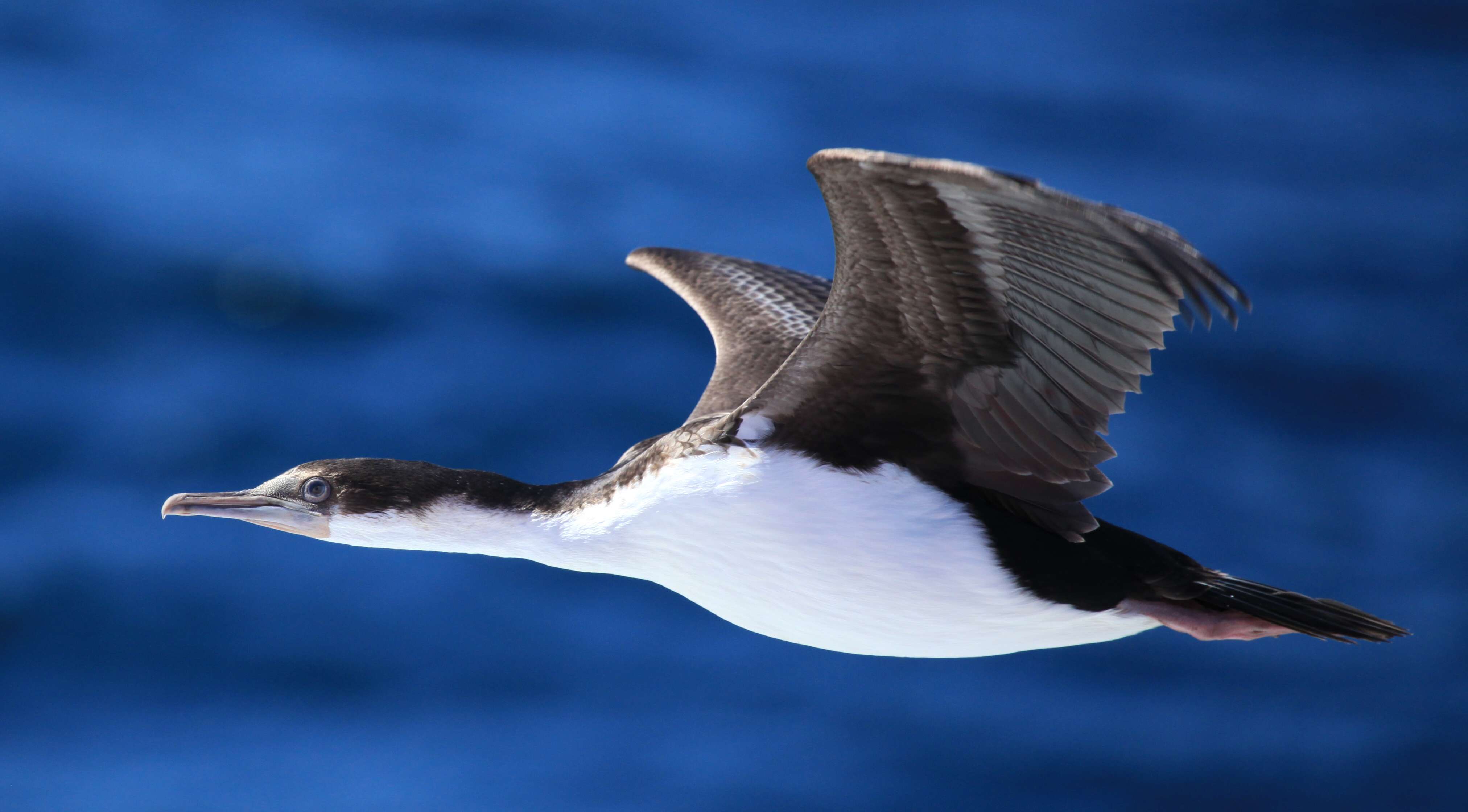 Image of Imperial Shag