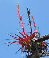 Imagem de Tillandsia belloensis W. Weber