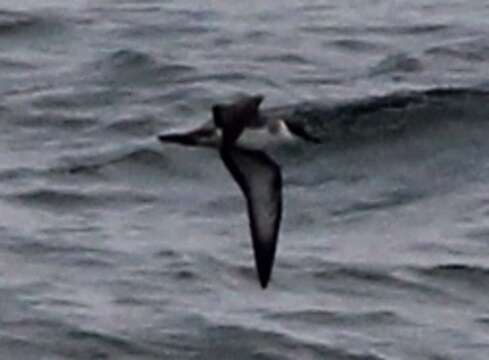 Image of Great Shearwater