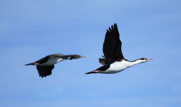 Image of Imperial Shag