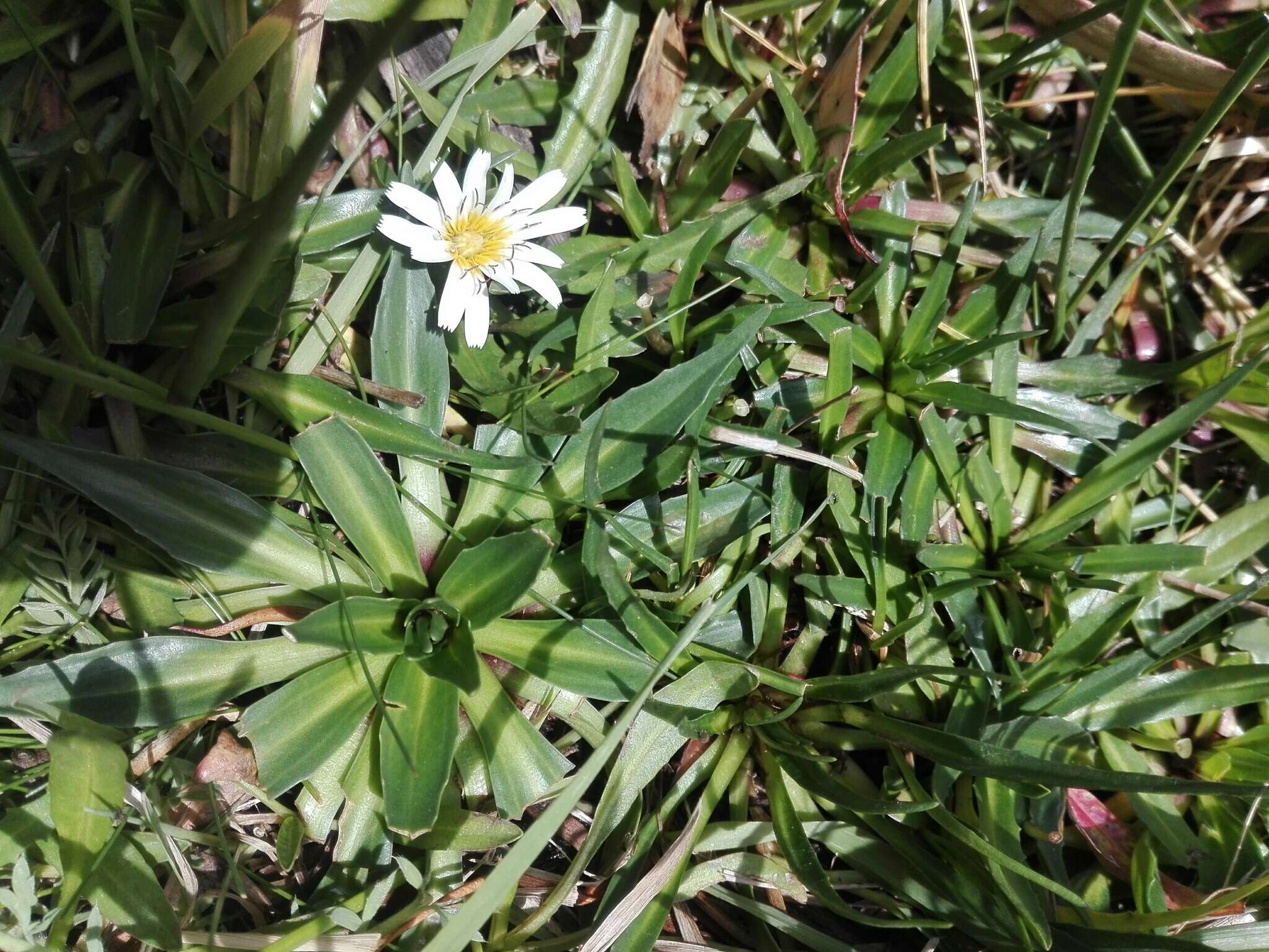 Image of Hypochaeris taraxacoides (Meyen & Walp.) Ball