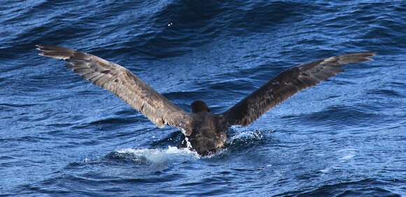 Image of Antarctic Giant-Petrel