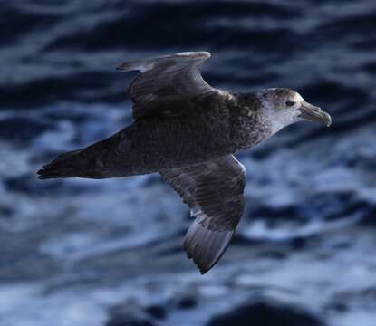 Image of Antarctic Giant-Petrel