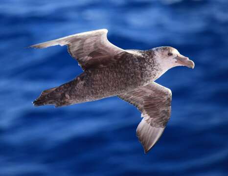 Image of Antarctic Giant-Petrel