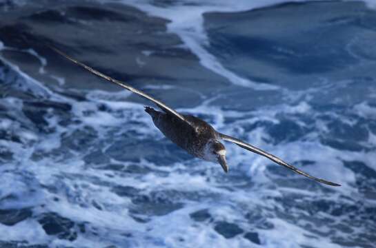 Image of Antarctic Giant-Petrel