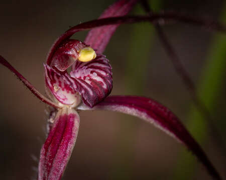 Image of Patricia's spider orchid