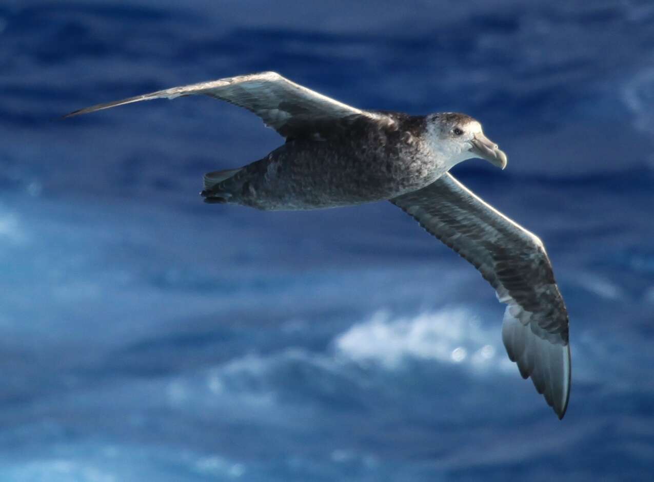 Image of Antarctic Giant-Petrel