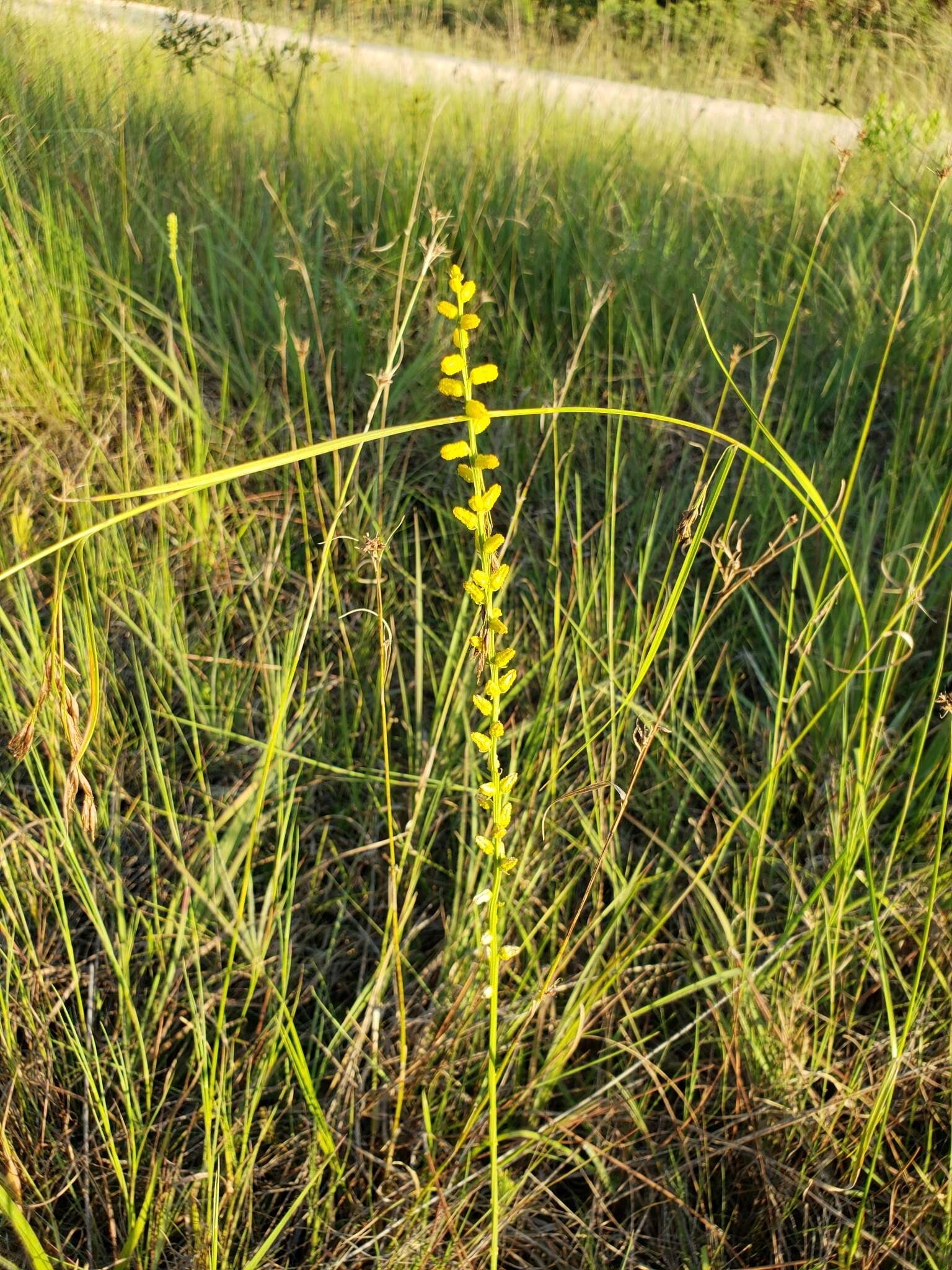 Image of golden colicroot