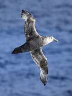 Image of Antarctic Giant-Petrel