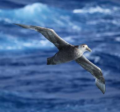 Image of Antarctic Giant-Petrel