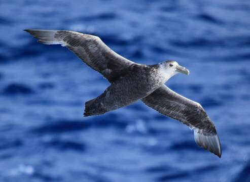 Image of Antarctic Giant-Petrel