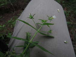 Plancia ëd Gratiola neglecta Torr.