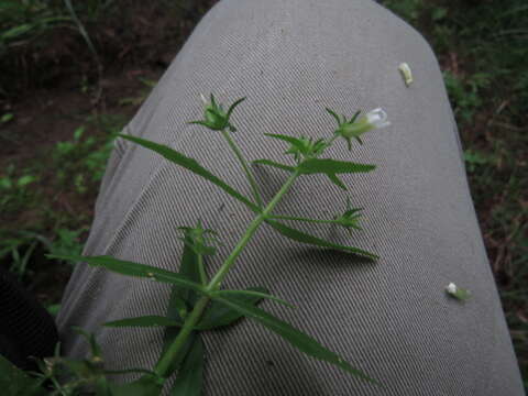Image of clammy hedgehyssop