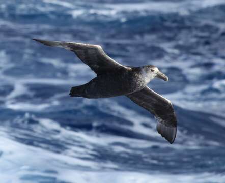 Image of Antarctic Giant-Petrel