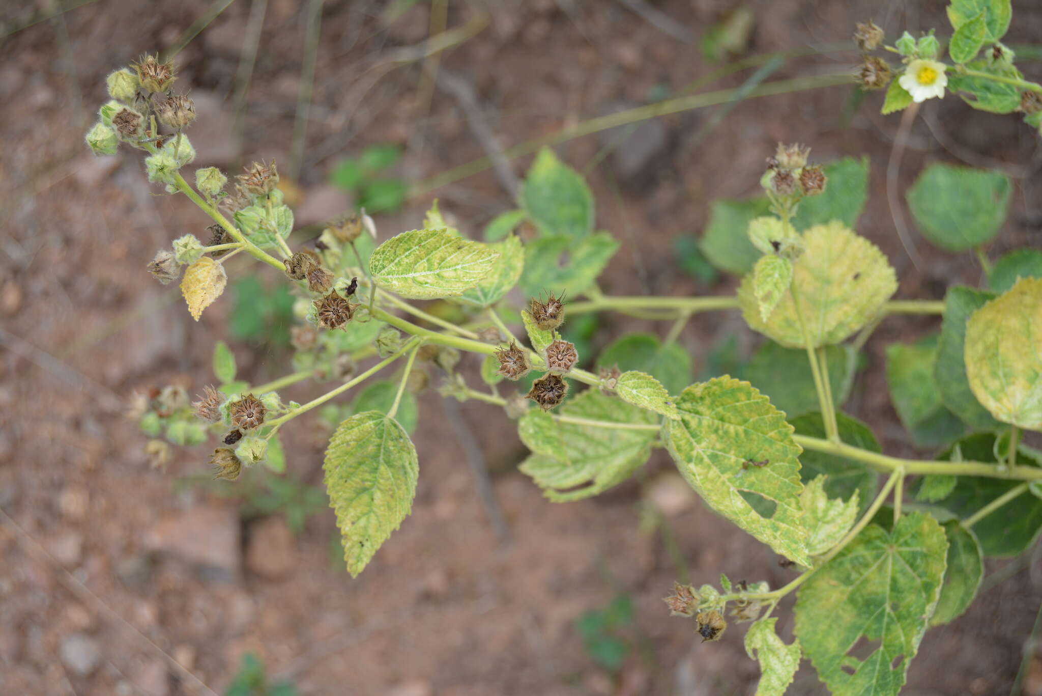 Image of country mallow