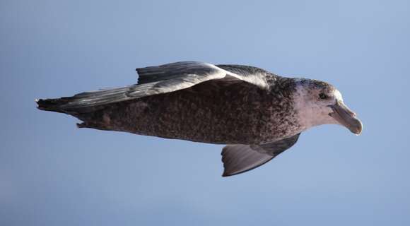 Image of Antarctic Giant-Petrel