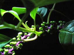 Image of Venezuelan pokeweed