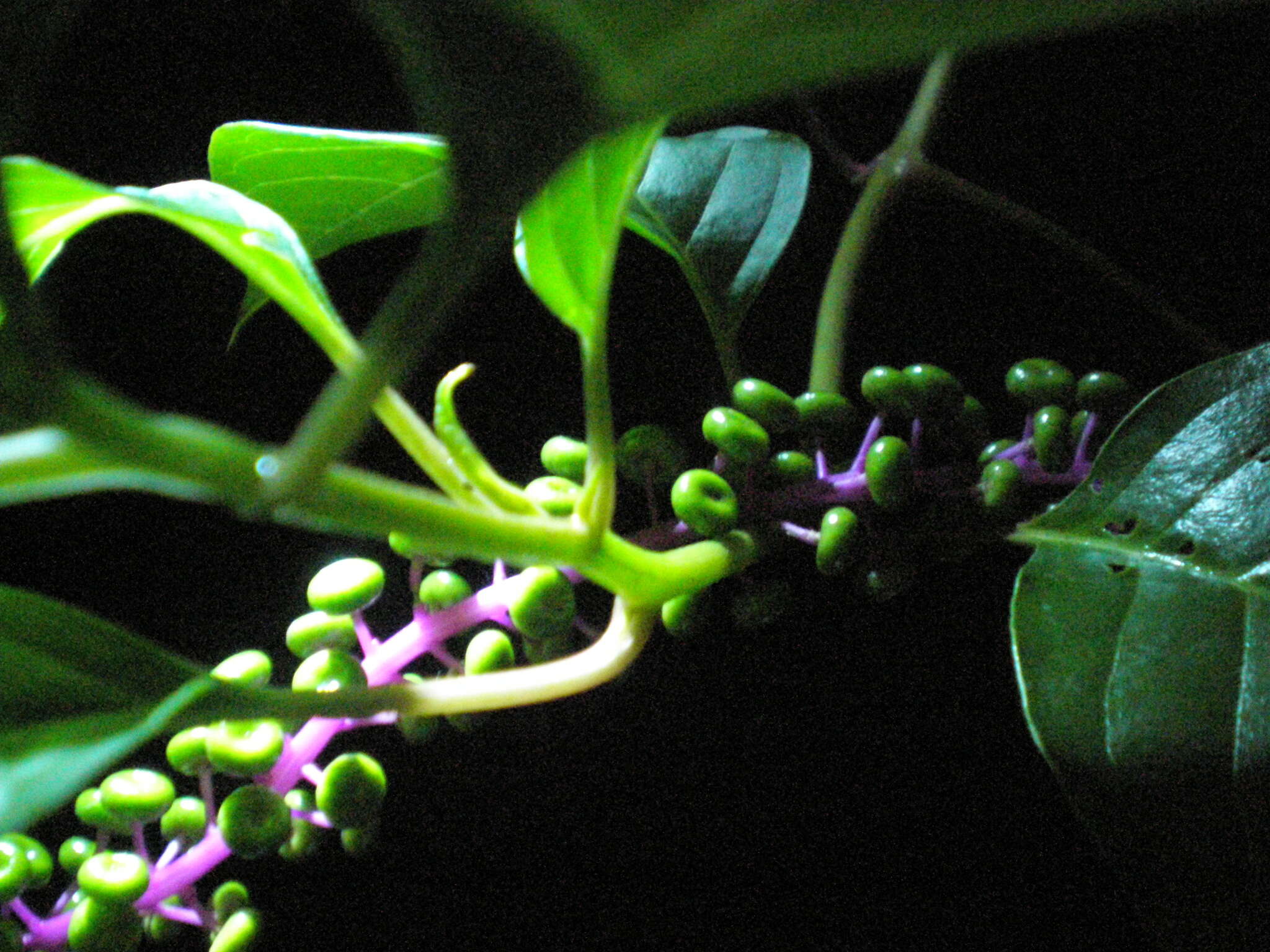 Image of Venezuelan pokeweed