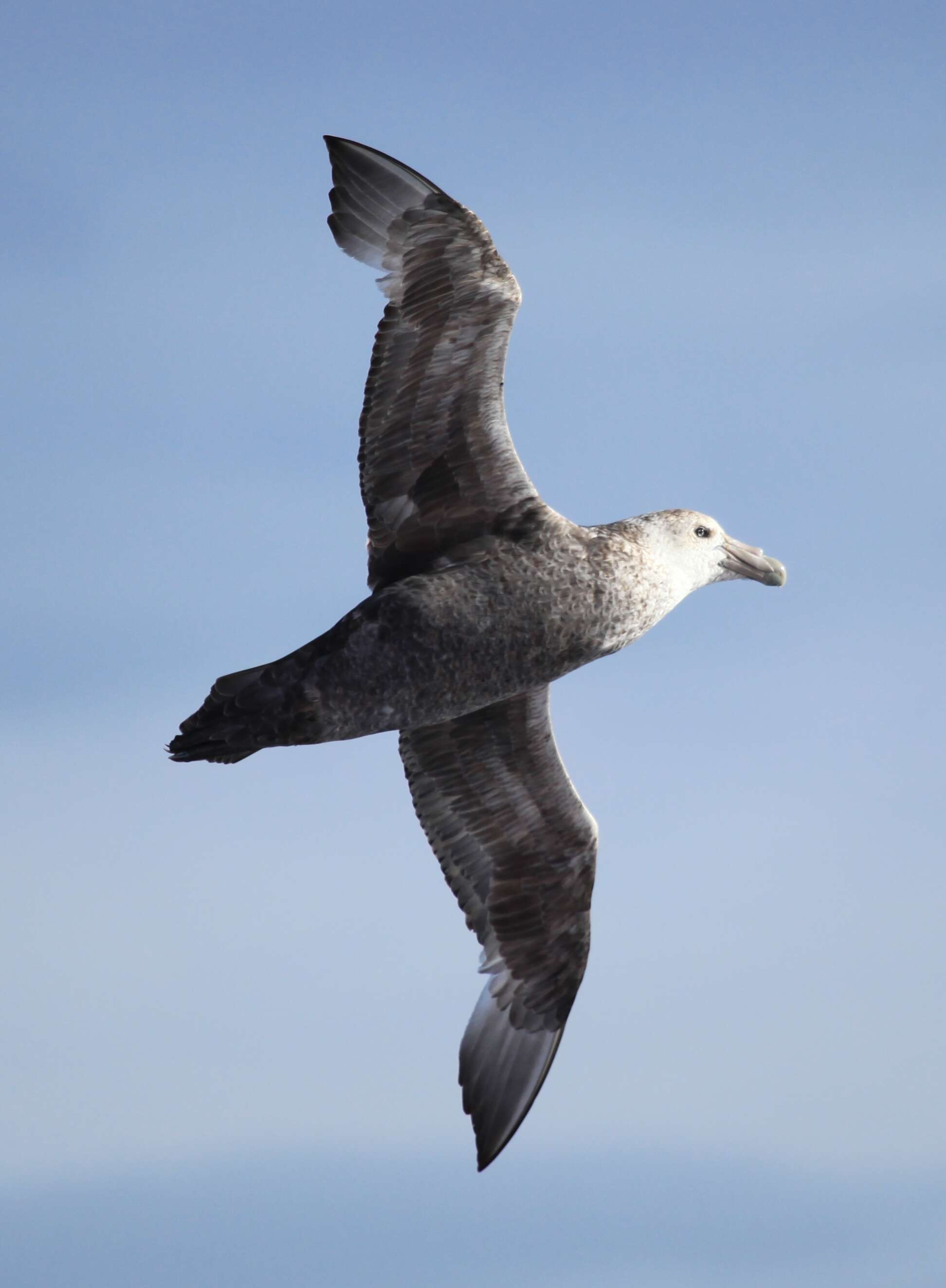 Image of Antarctic Giant-Petrel